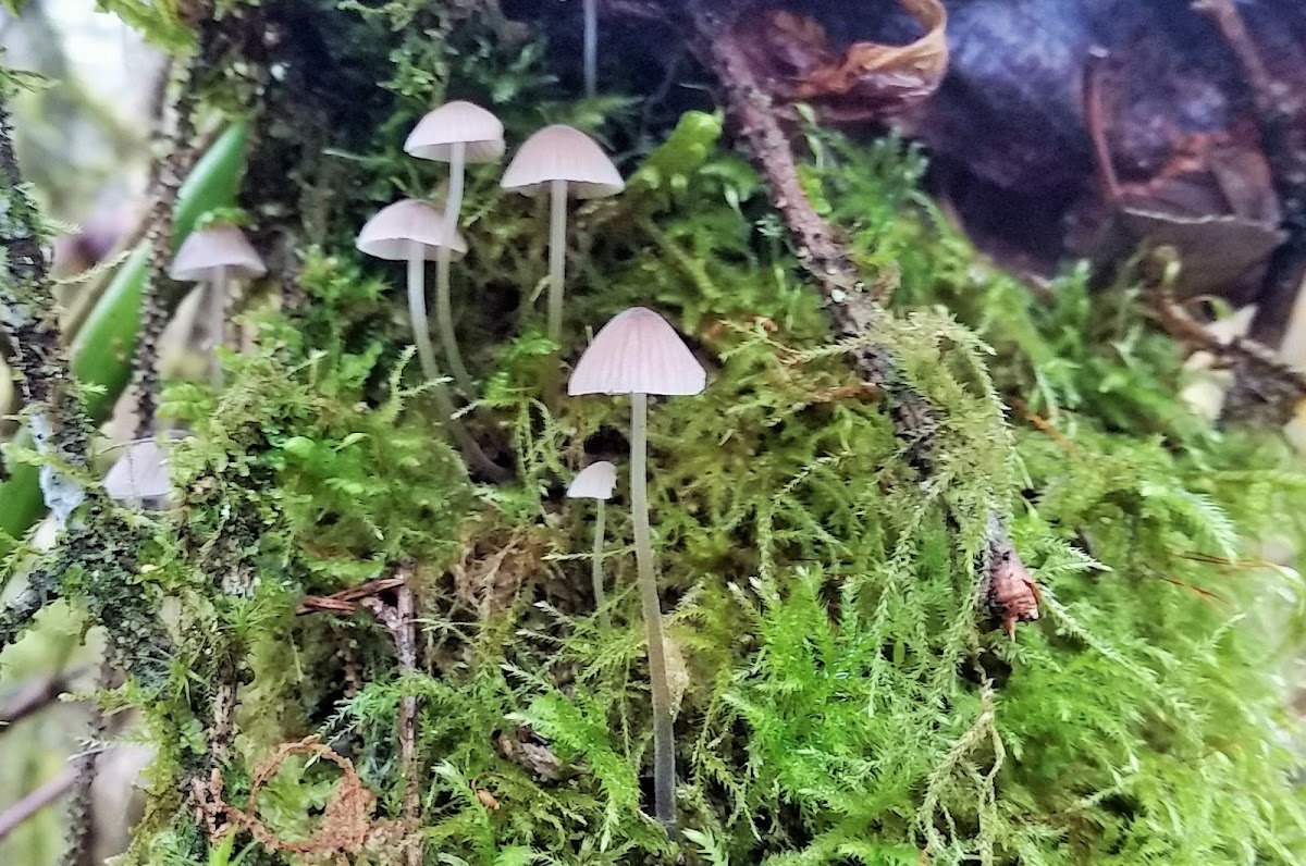 Stump fairy helmet