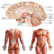 Anatomy New plus ++ 1.0 Icon