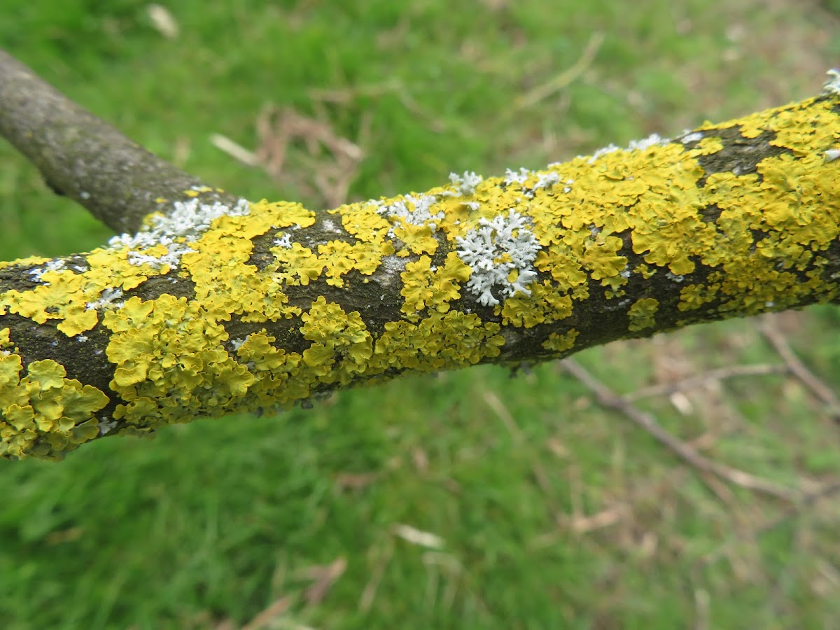 Lichen