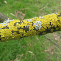 Lichen