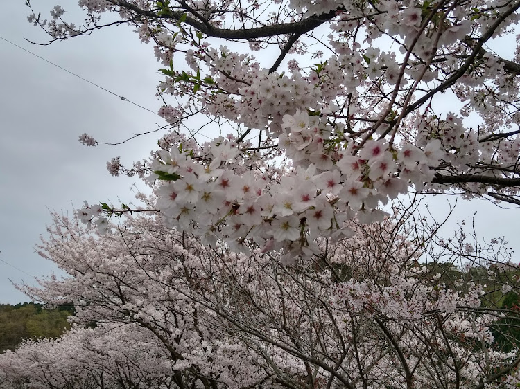 の投稿画像16枚目