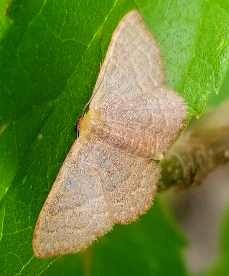 Pannaria wave moth