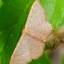 Pannaria wave moth