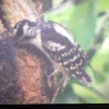 Downy woodpecker