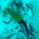 Yellowhead wrasse (terminal phase)