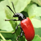 Air potato leaf beetle