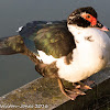 Muscovy Duck; Pato Criollo