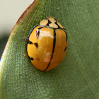 Tortoise-shelled Ladybird