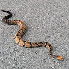 Timber Rattlesnake