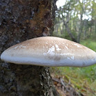 Birch polypore