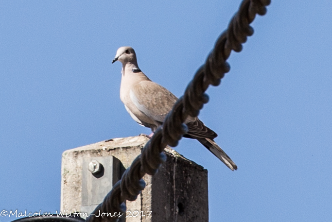 Collared Dove; Tórtola Turca