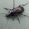 Black Ground Beetle