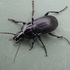 Black Ground Beetle