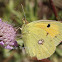 Colias crocea (Fourcroy, 1785),