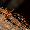 Weaver ant