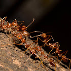 Weaver ant