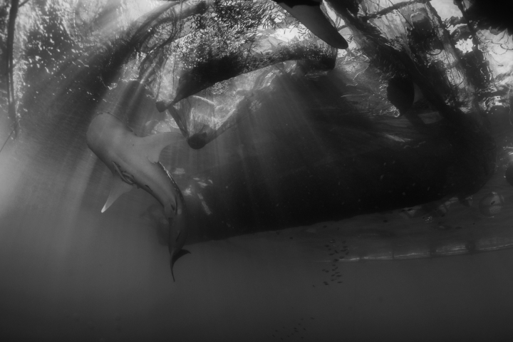 Underwater Rays di Andrea Izzotti