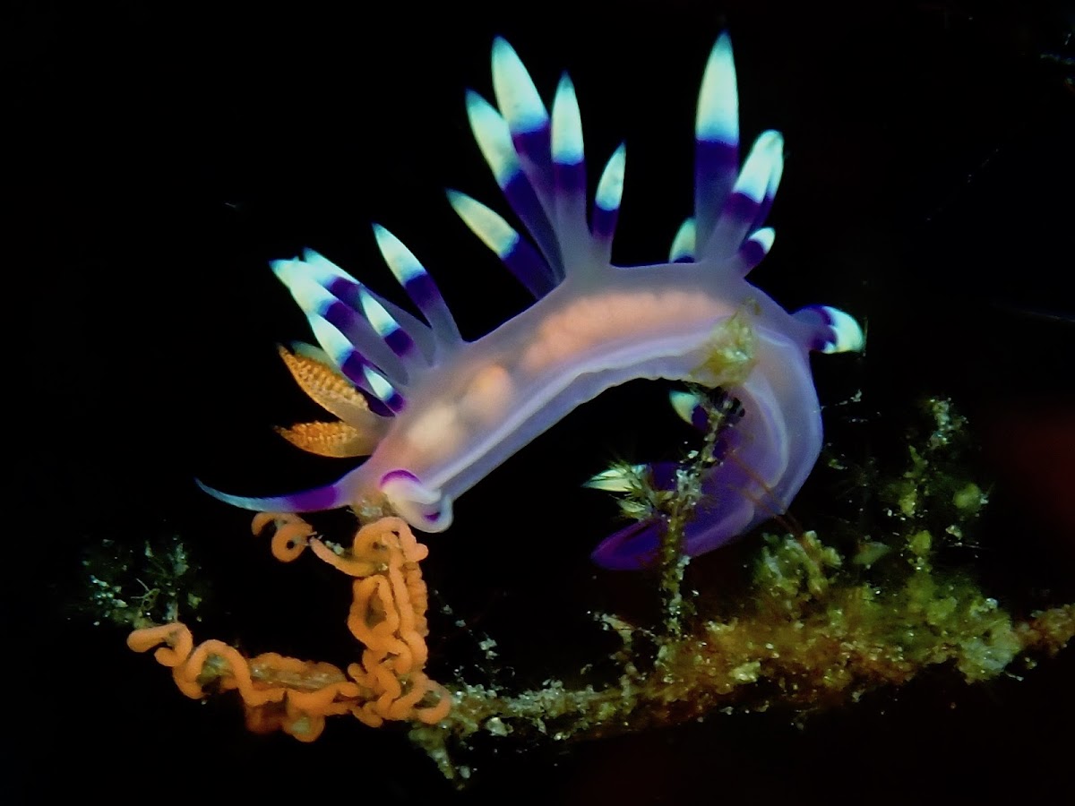 Desirable Flabellina