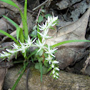 Wild Stonecrop