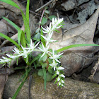 Wild Stonecrop