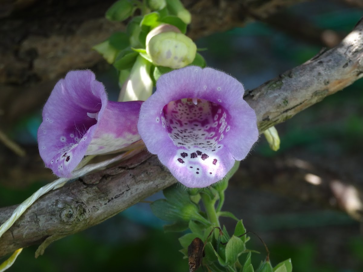 Foxglove