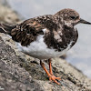 Turnstone