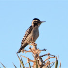 Ladder-backed woodpecker (female)