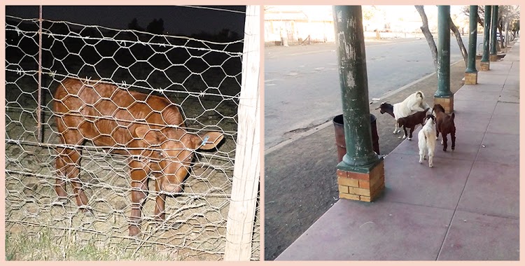 Left: A lone calf looks through a fence. They have to graze in the streets. Right: Goats walk around town looking for something to nibble on.