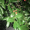 American Holly