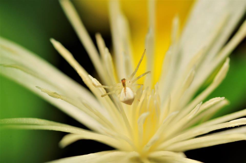 Flower crab spider