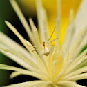 Flower crab spider