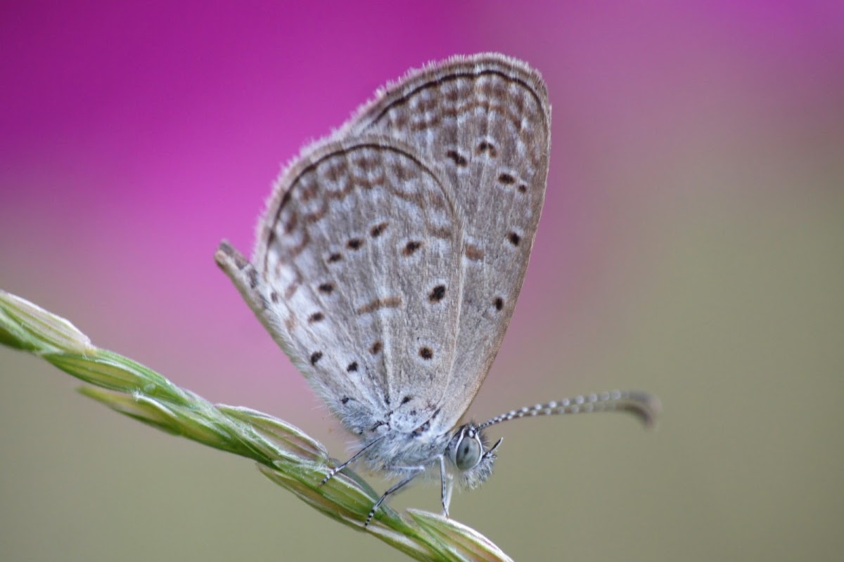 Tiny Grass Blue or Gaika Blue