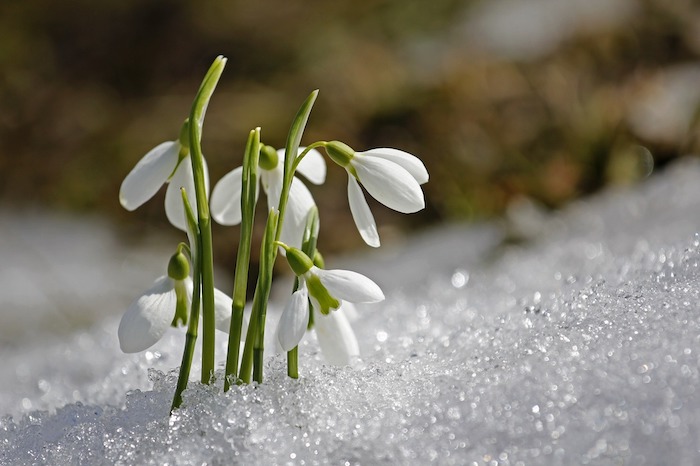 20 Best Winter Flowers - Flowers That Bloom in Winter