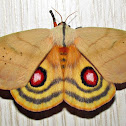 Mariposa