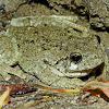 Cope's Gray Treefrog