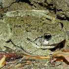 Cope's Gray Treefrog