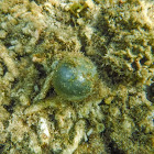 Bubble algae