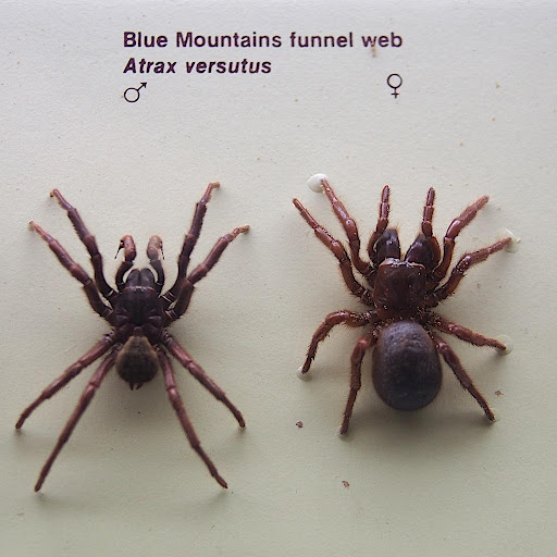 Funnel web spider Wallpaper