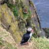 Atlantic Puffin