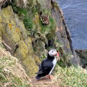 Atlantic Puffin