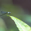 Damselfly (m)