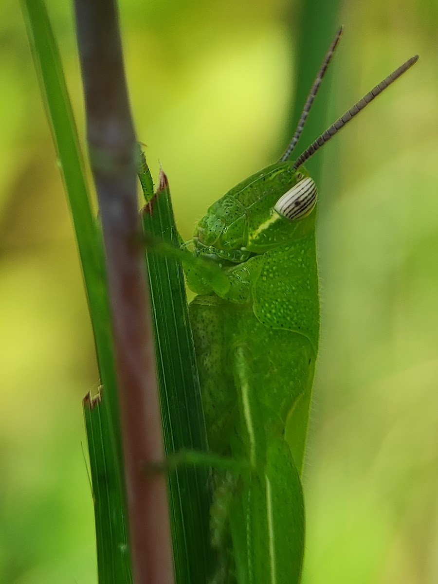 Large Green Grasshopper