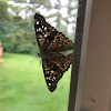 Hackberry Emperor