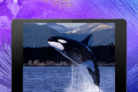 Whale Wallpapers(圖4)-速報App