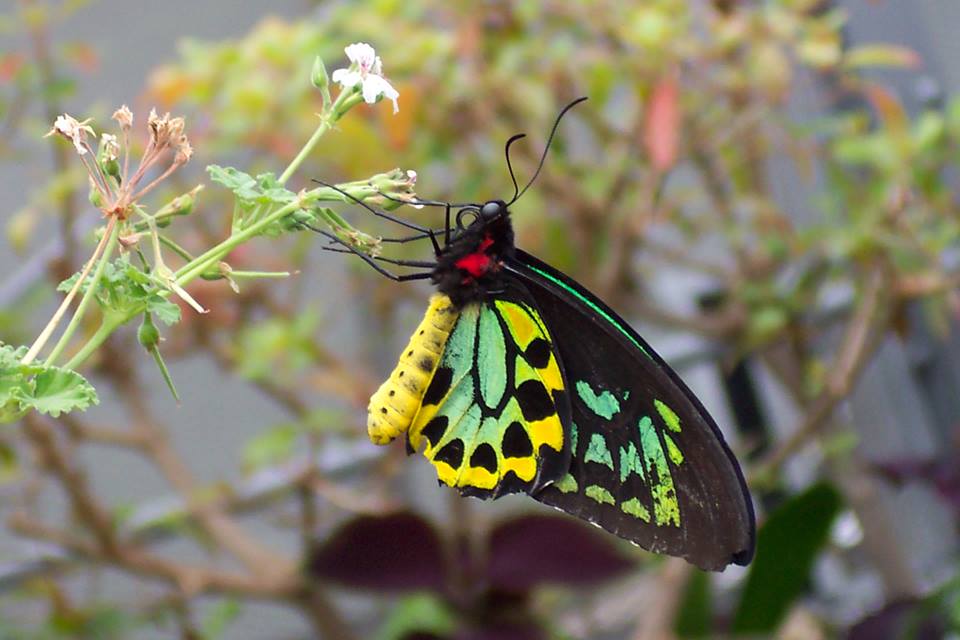 Cairns Birdwing Butterfly