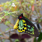 Cairns Birdwing Butterfly