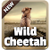 Cheetah sauvage clavier icon