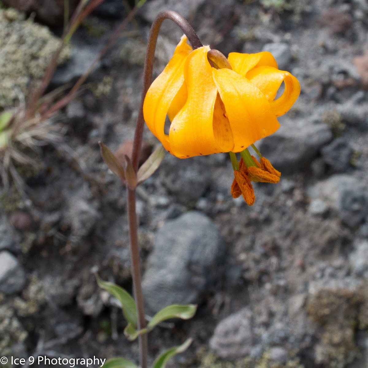 Columbia Tiger Lily