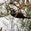 Coal tit