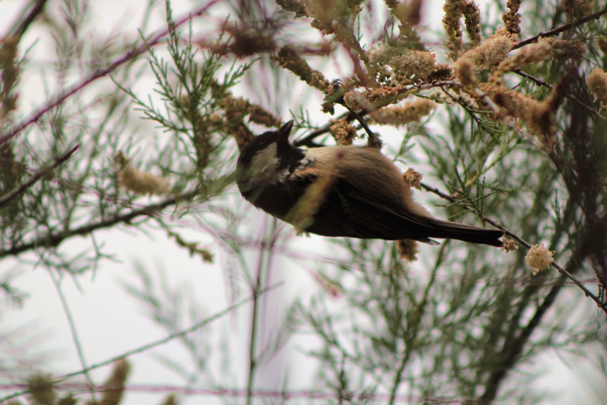 Coal tit